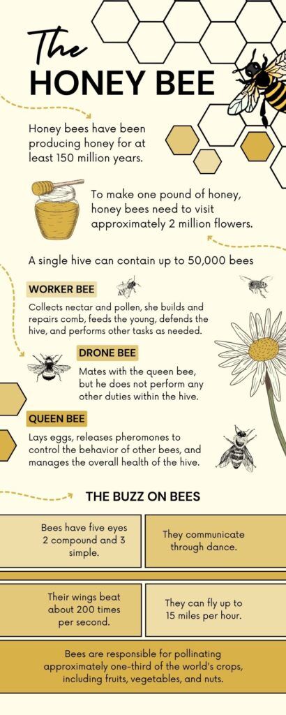 Fun facts about honey and bees 